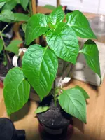 DSC_3932.Tomatenpaprika2.webp