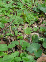 P1090119.webp