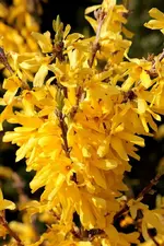 Forsythie blüht_smaller.webp