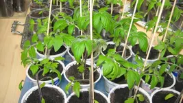 Tomaten 2012 013.webp