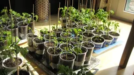 Tomaten 2012 018.webp
