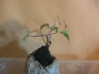 BILD0072.webp BILD0072.webp