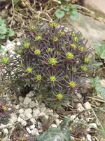 013.webp
