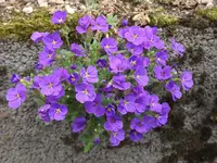 015.webp