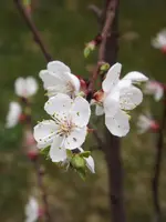 052.webp