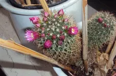 DSC02610 - 2012-04-07 - mammillaria.webp