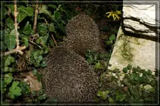 comp_DSC01118.webp