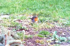 rotkehlchen.webp