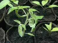 2012-04-08-020.webp