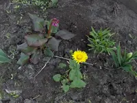 HPIM7408.webp