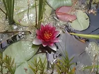 Gartenseerose3.webp
