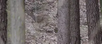 hübscher Osterhase......webp