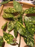 Aucuba japonica.webp
