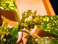 Aucuba japonica I.webp
