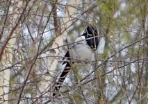 DSC_6715 Elster.webp