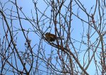 DSC_6717 Spatz im Frühling 2.jpg