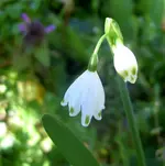 Maerzenbecher1 v.webp