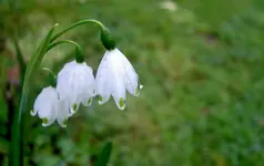 Maerzenbecher1 v (1).webp