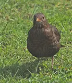 Frau Amsel_smaller.webp