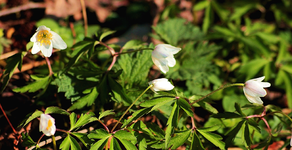 Buschwindröschen unterwegs_smaller.webp