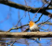 Rotkehlchen im Busch_smaller.webp