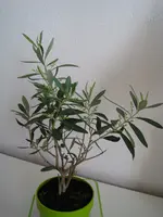 IMG_0982.webp