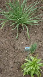 Eremurus_Fritillaria1_12.jpg