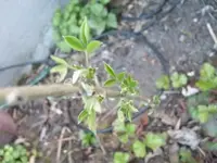 SL273074komp.jpg.webp SL273074komp.jpg.webp