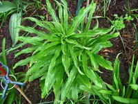 _Weisse Lilie.webp