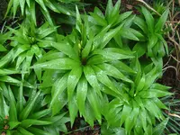_Kaiserkrone.webp