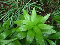 _Rote Kaiserkrone.webp