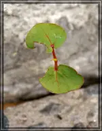 comp_DSC01153.webp