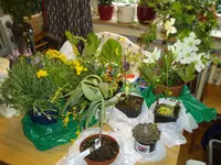 IMGP4995.webp