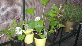 Blumen und Co 005.webp