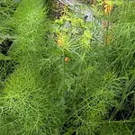 fenchel.webp