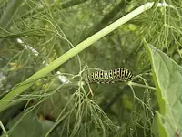 schwalbenschwanzraupe2.webp