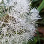 Copy of IMG_0627 v.webp