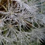 IMG_0627a v.webp