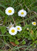 DSC_6818 Gänseblümchen.webp
