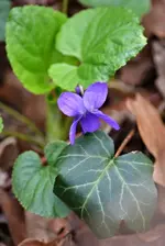 DSC_6761 Veilchen.webp