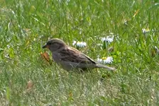 DSC_6816 Spatz.webp