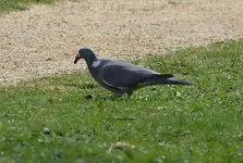 DSC_6801 Taube.webp