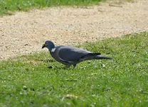 DSC_6802 Taube.webp