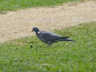 DSC_6806 Taube.webp