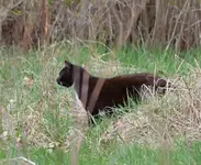 DSC_6775 Katze.webp