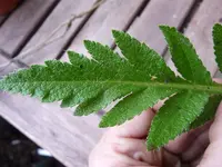 P1120873.webp