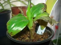 08.04.2012 Banane.webp