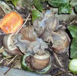 DSC02614 - 2012-04-10 - schnecken-frühlingsgetümmel.webp