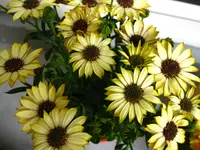 IMG_2928.webp