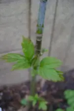 MIAUUUSSS 034.webp